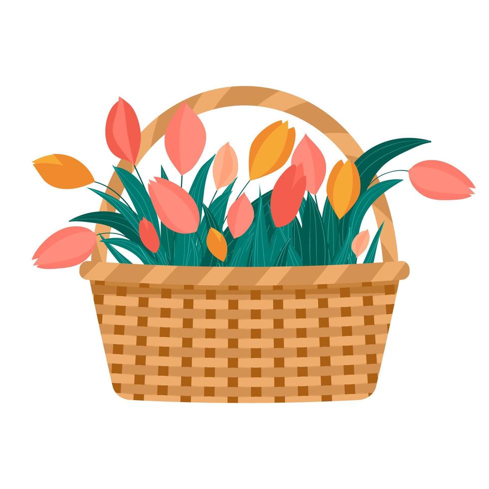 cesta con tulipanes. ilustración de primavera. semana santa, dia internacional de la mujer, dia de la madre vector