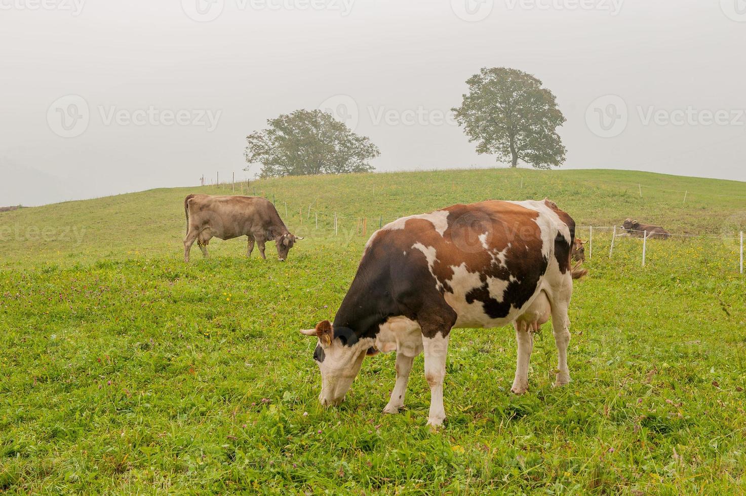 vacas con terneros pastando foto