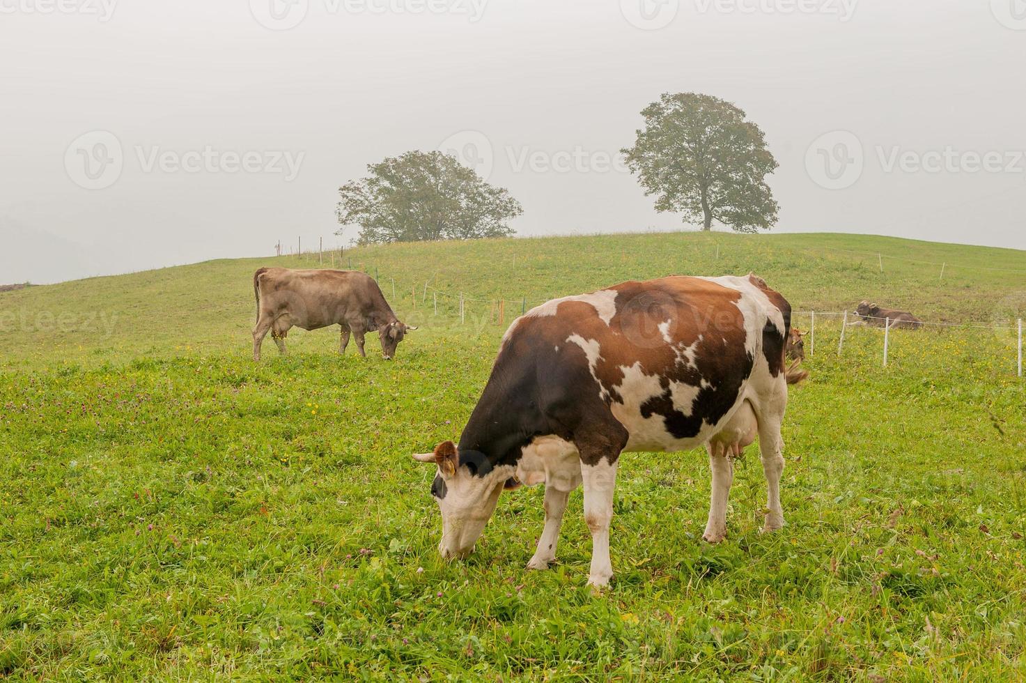 Cows with calves grazing photo