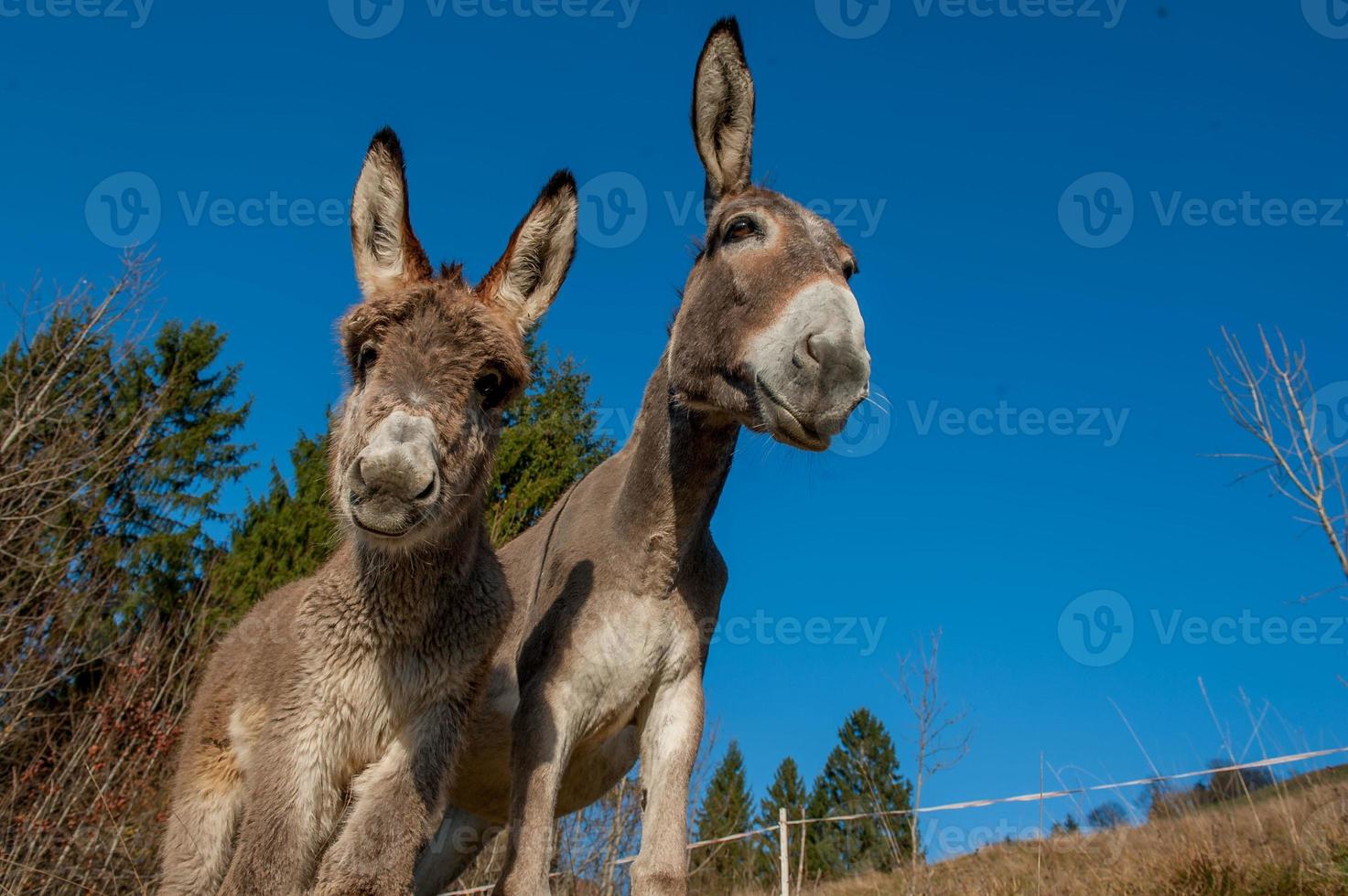 Donkeys grazing in freedom photo