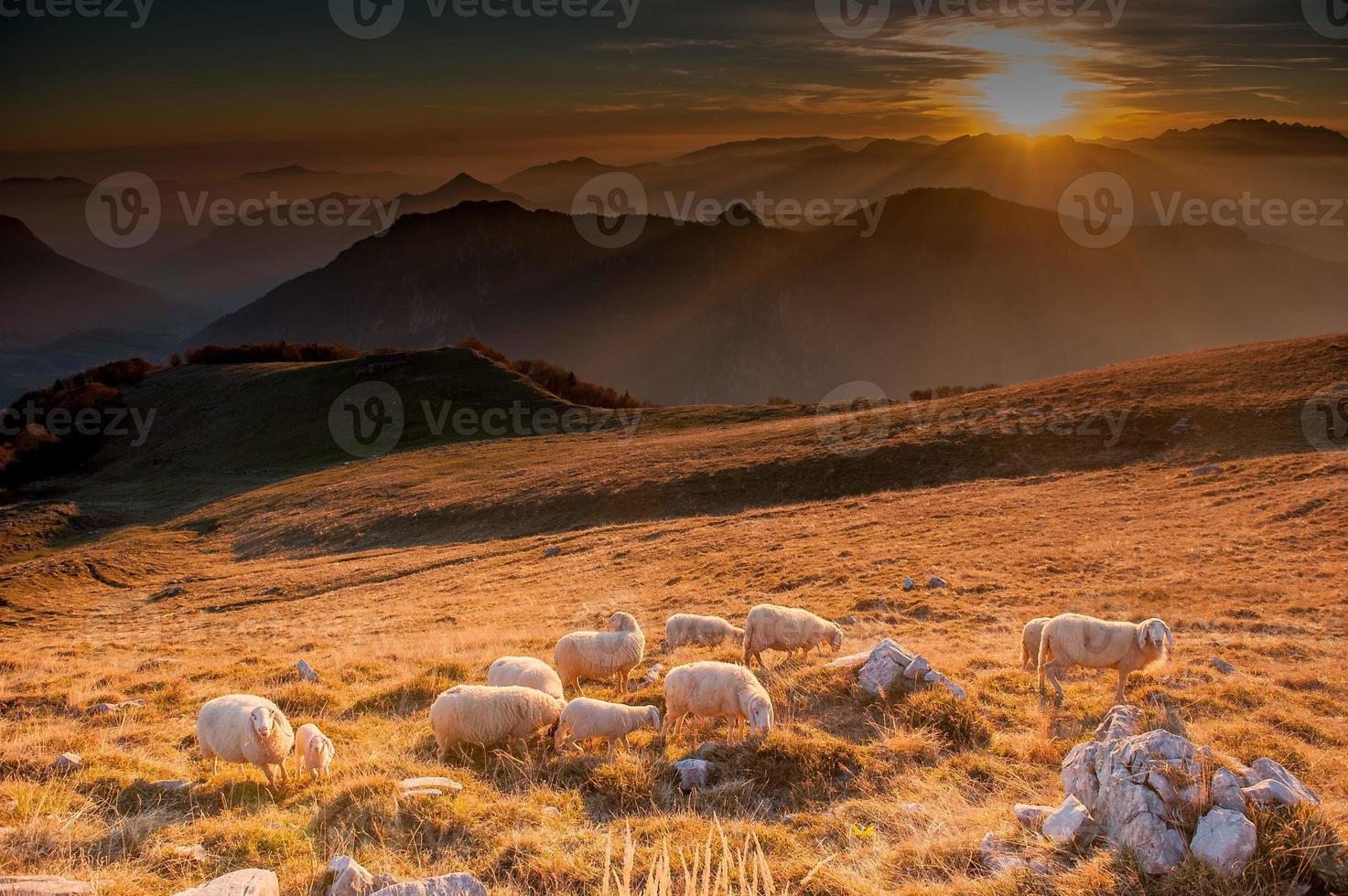 Animals in freedom, grazing photo