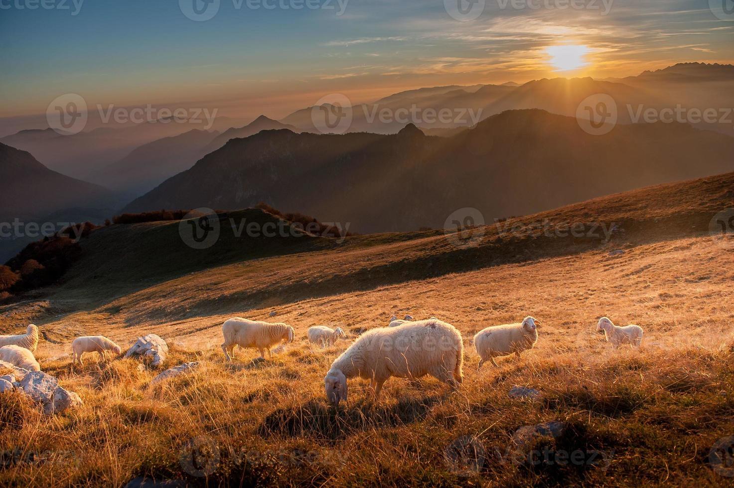 Animals in freedom, grazing photo