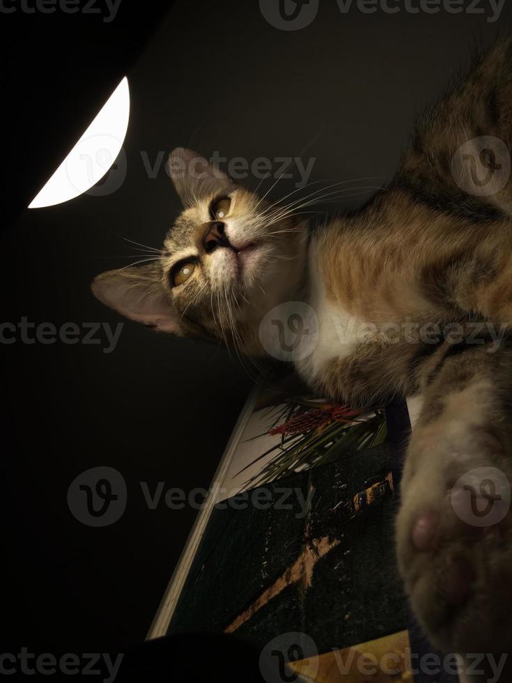 Close up photo of a cat looking at a bright light