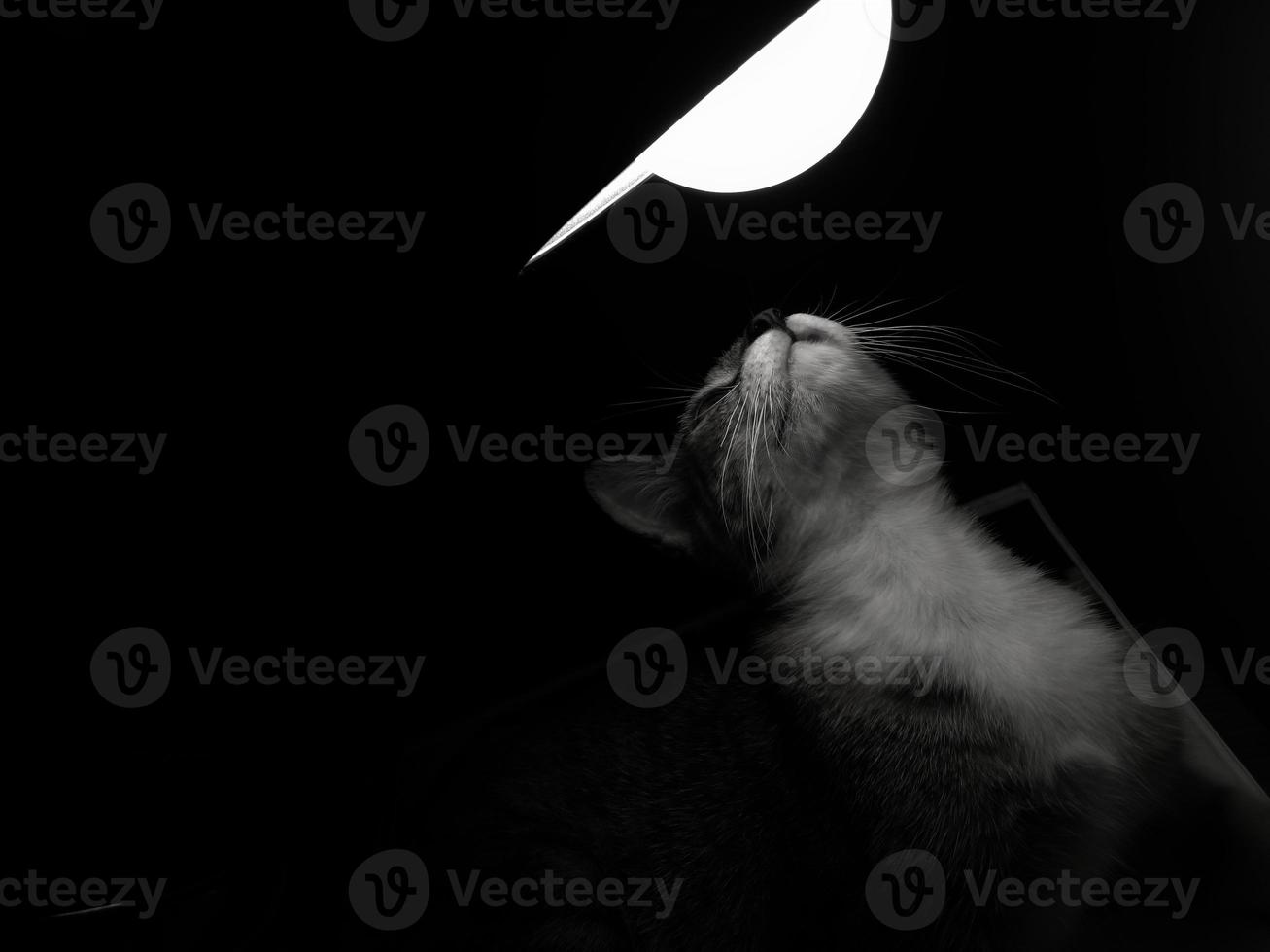 Close-up photo of a cat looking at a bright light with a black and white concept