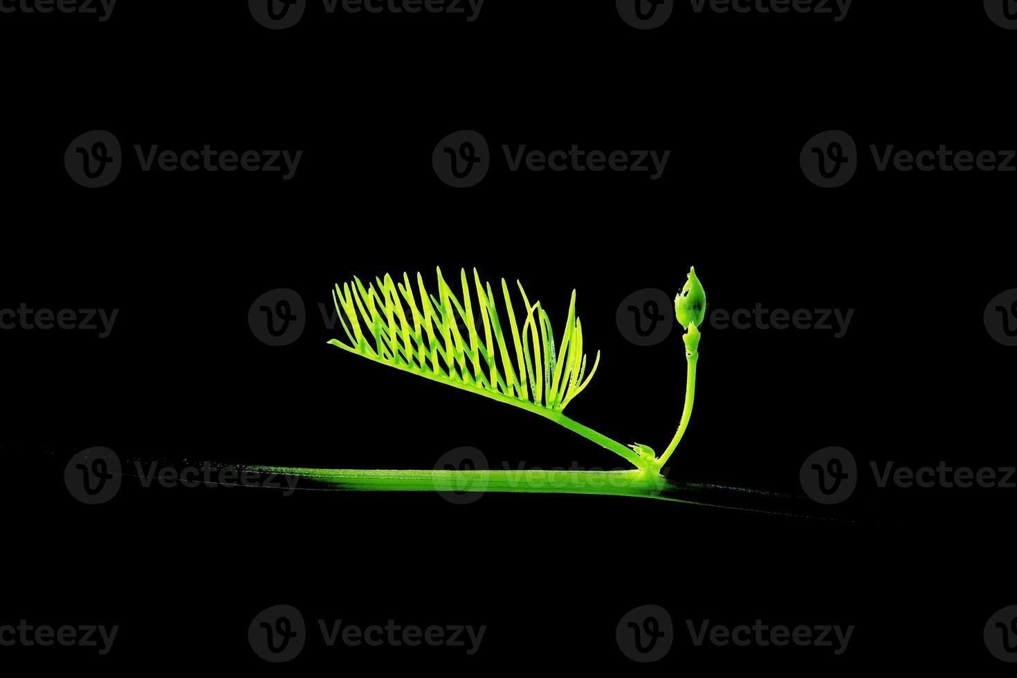 Close up photo of green leaves of Portulaca grandiflora plant with black background