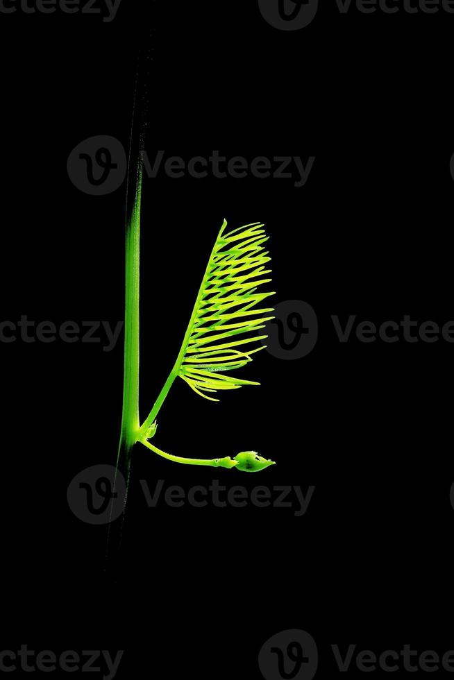 Close up photo of green leaves of Portulaca grandiflora plant with black background