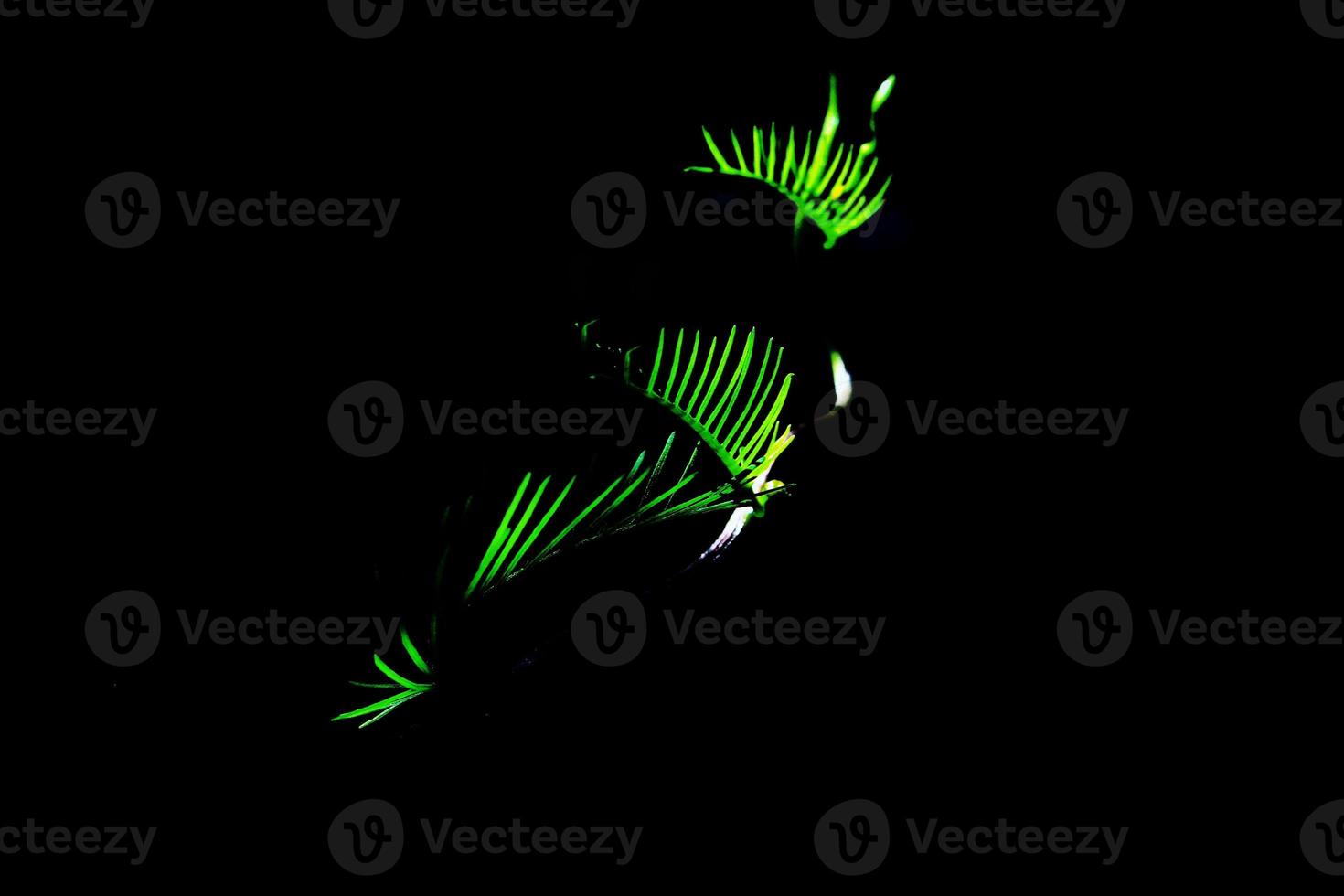 Close up photo of green leaves of Portulaca grandiflora plant with black background