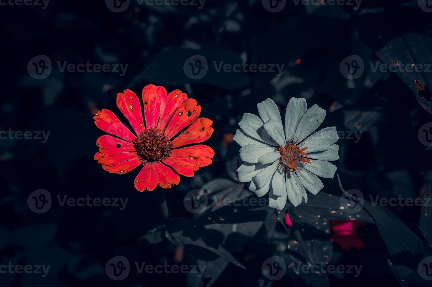 Photo of 2 zinnia flowers, one red and the other white with an elegant dark effect