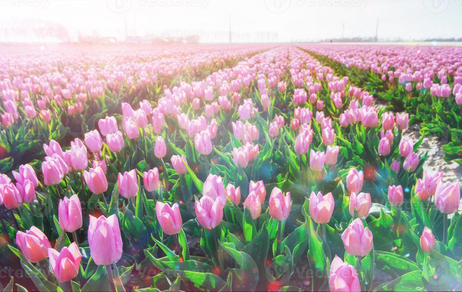 Beautiful red tulip field in the Netherlands photo