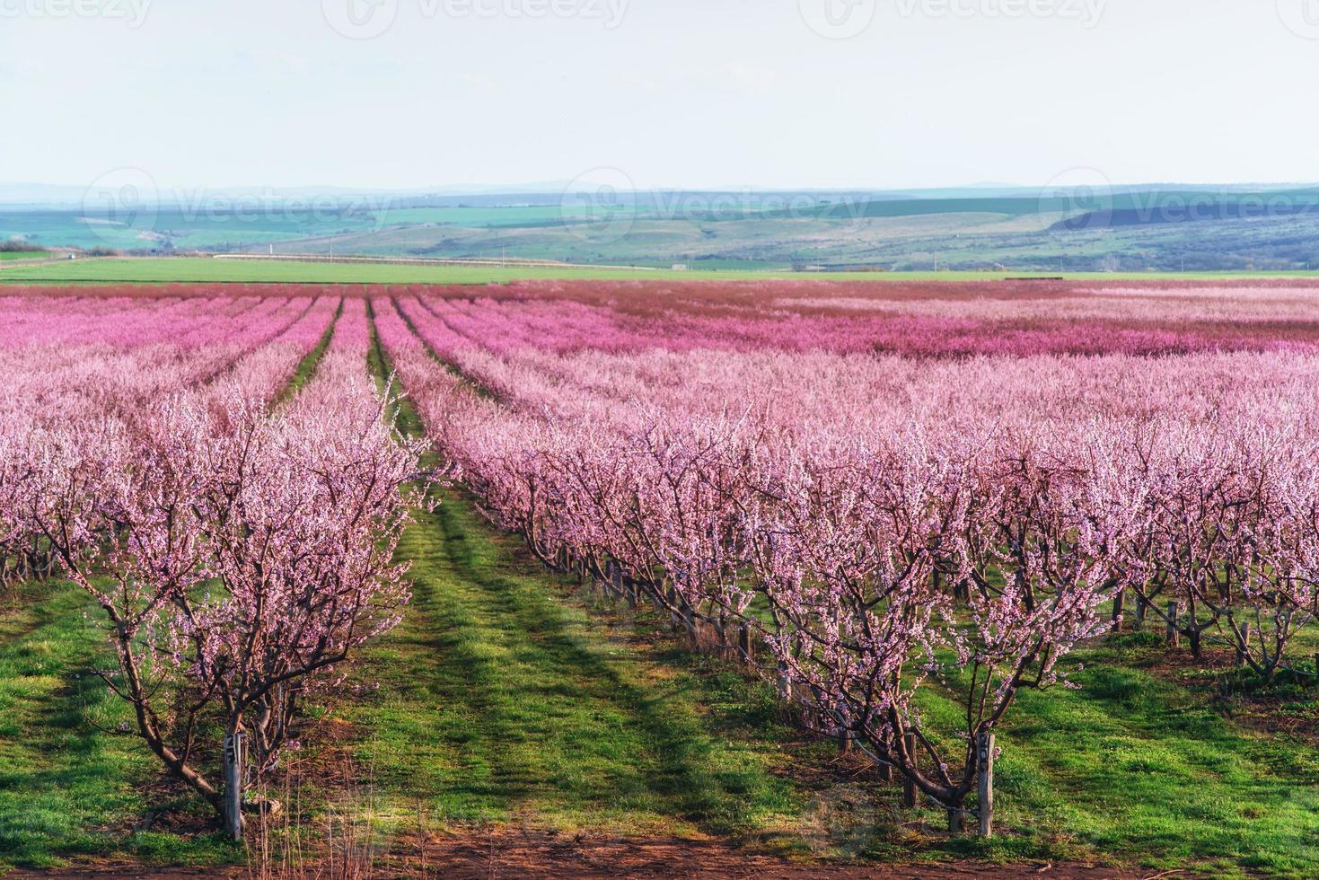 Richly blossoming tree garden on a lawn with  beautiful sky photo