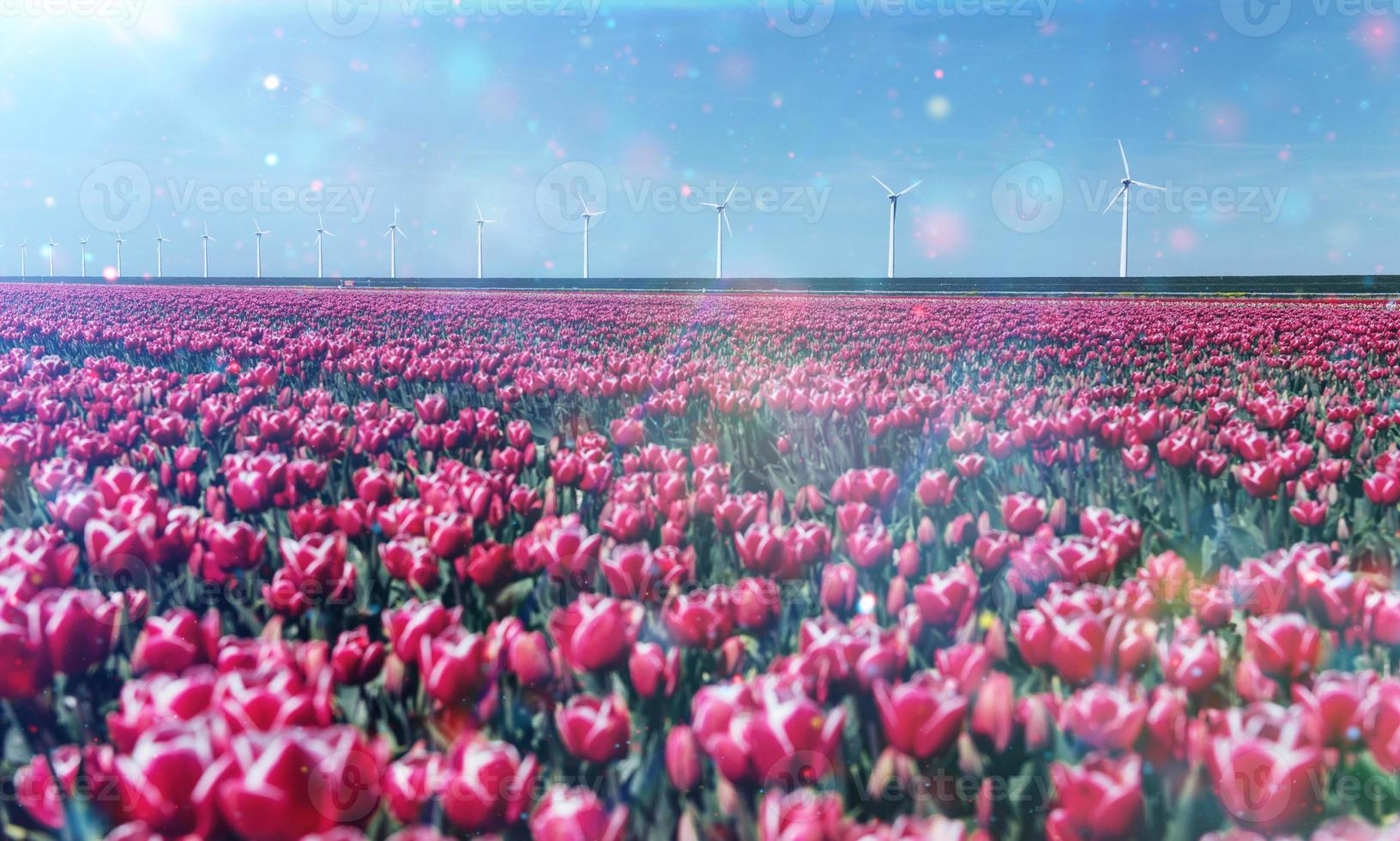 Beautiful red tulip field in the Netherlands photo