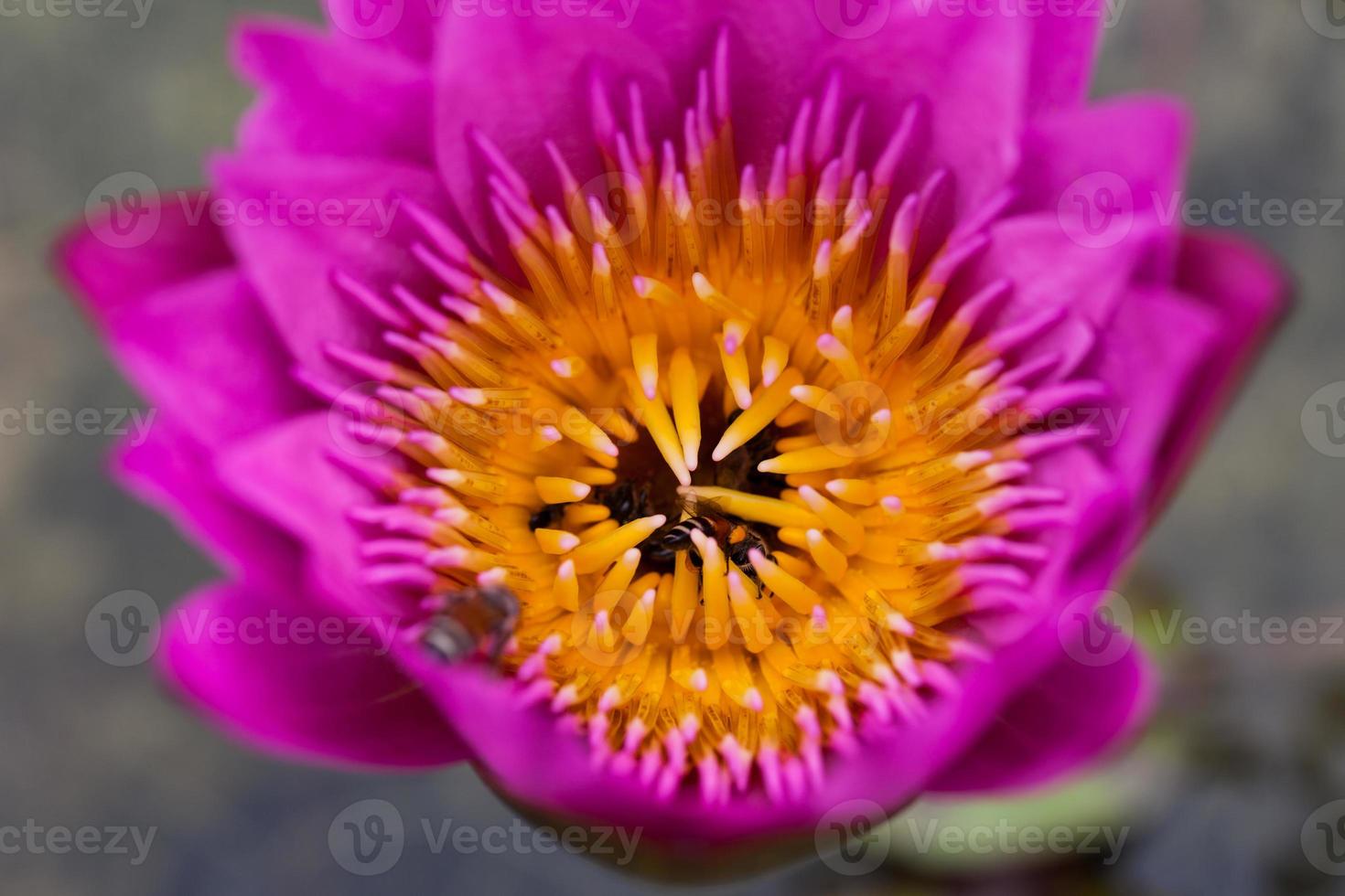 flor de loto y abeja foto