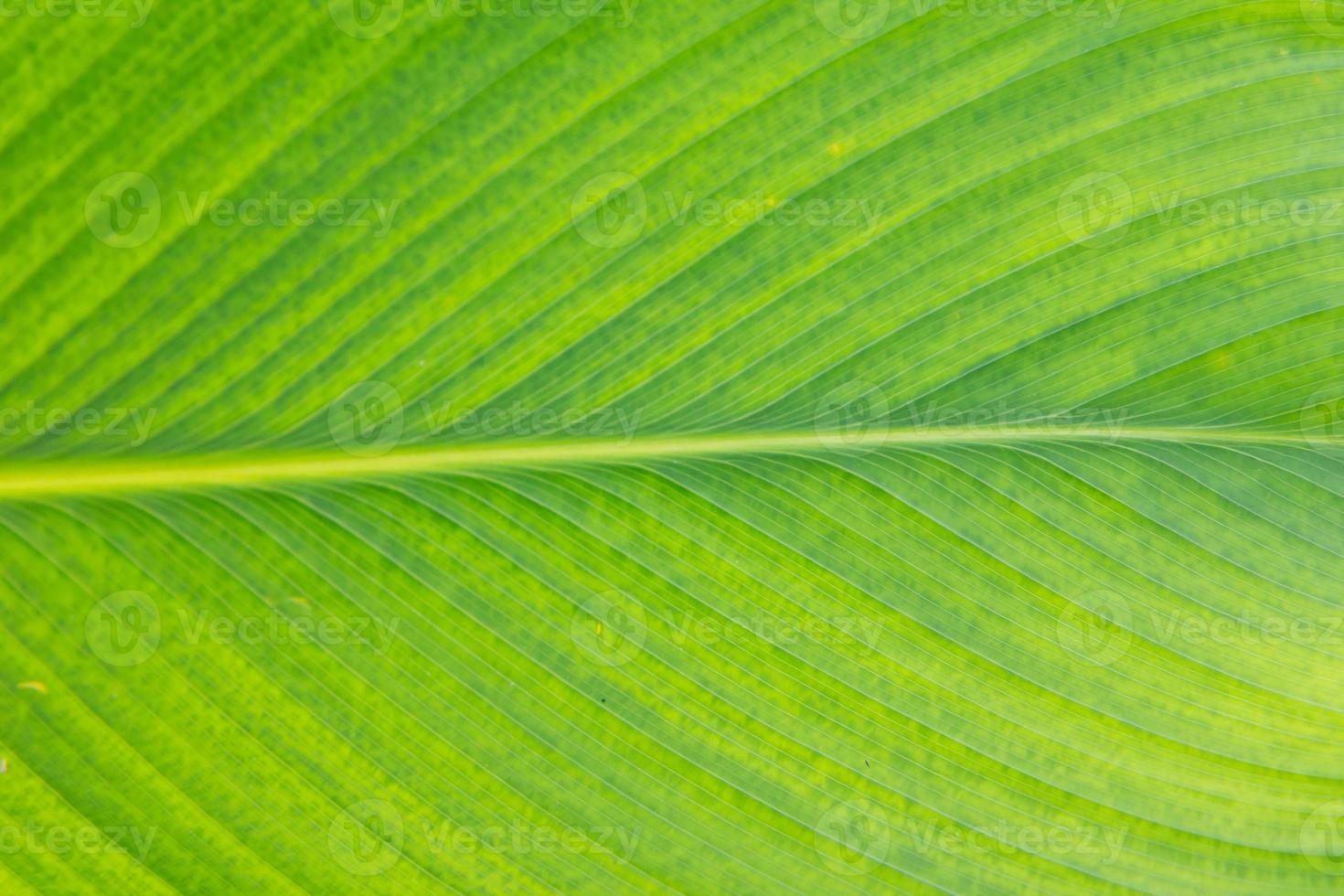 líneas y texturas de hojas verdes foto