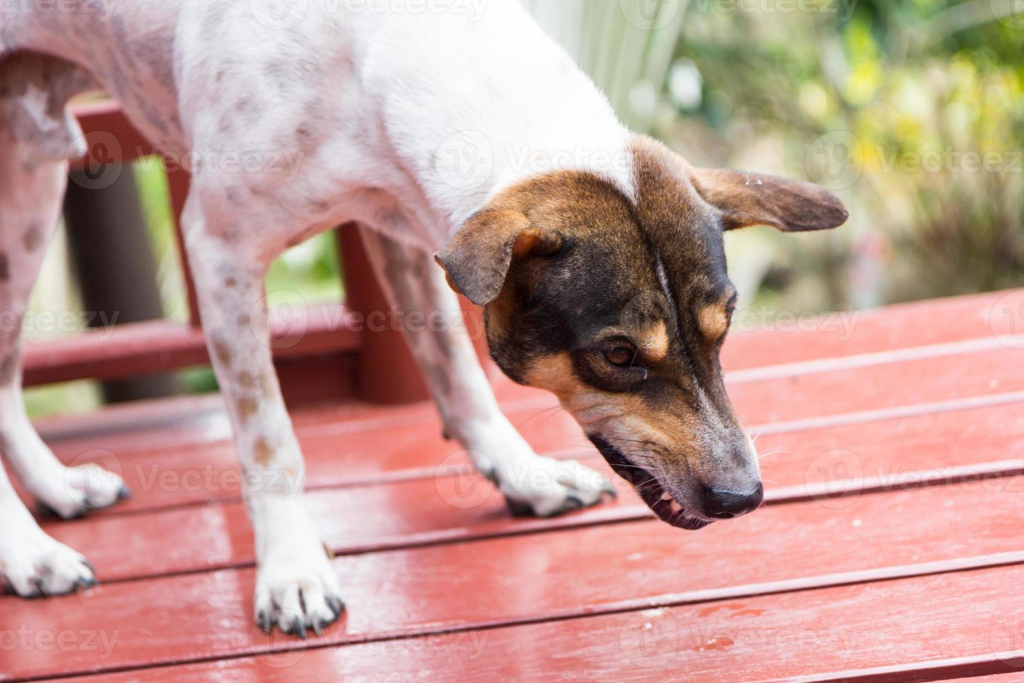 angry dog with bared teeth photo