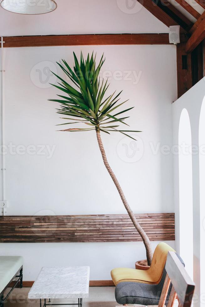 Beautiful plant at home corner interior photo