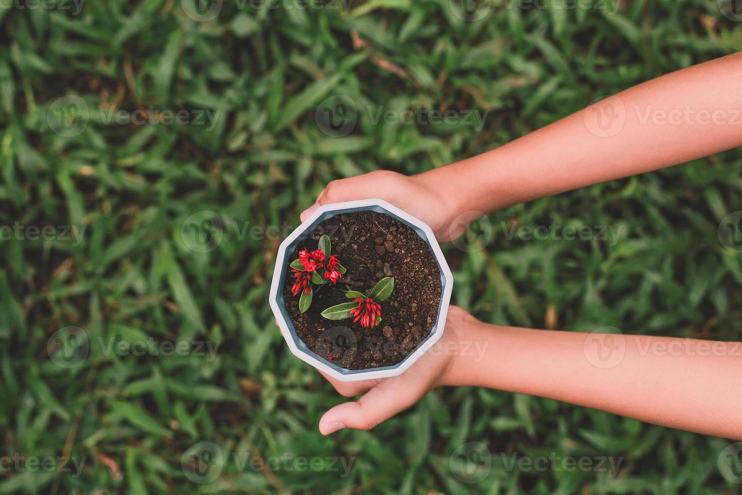 Top view of hand holding plant in pot against green grass background photo