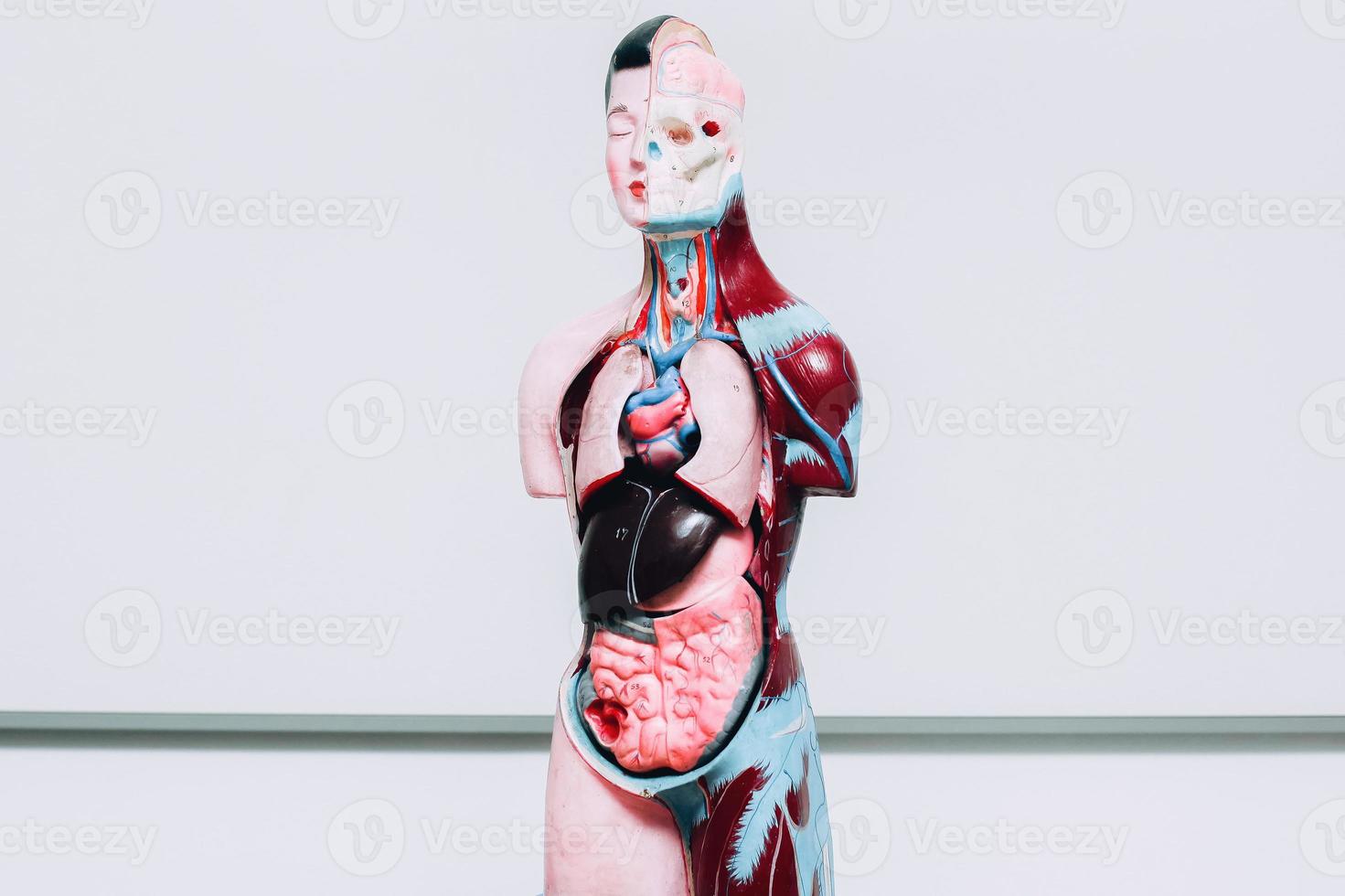 ficticio de órganos internos humanos sobre fondo blanco foto