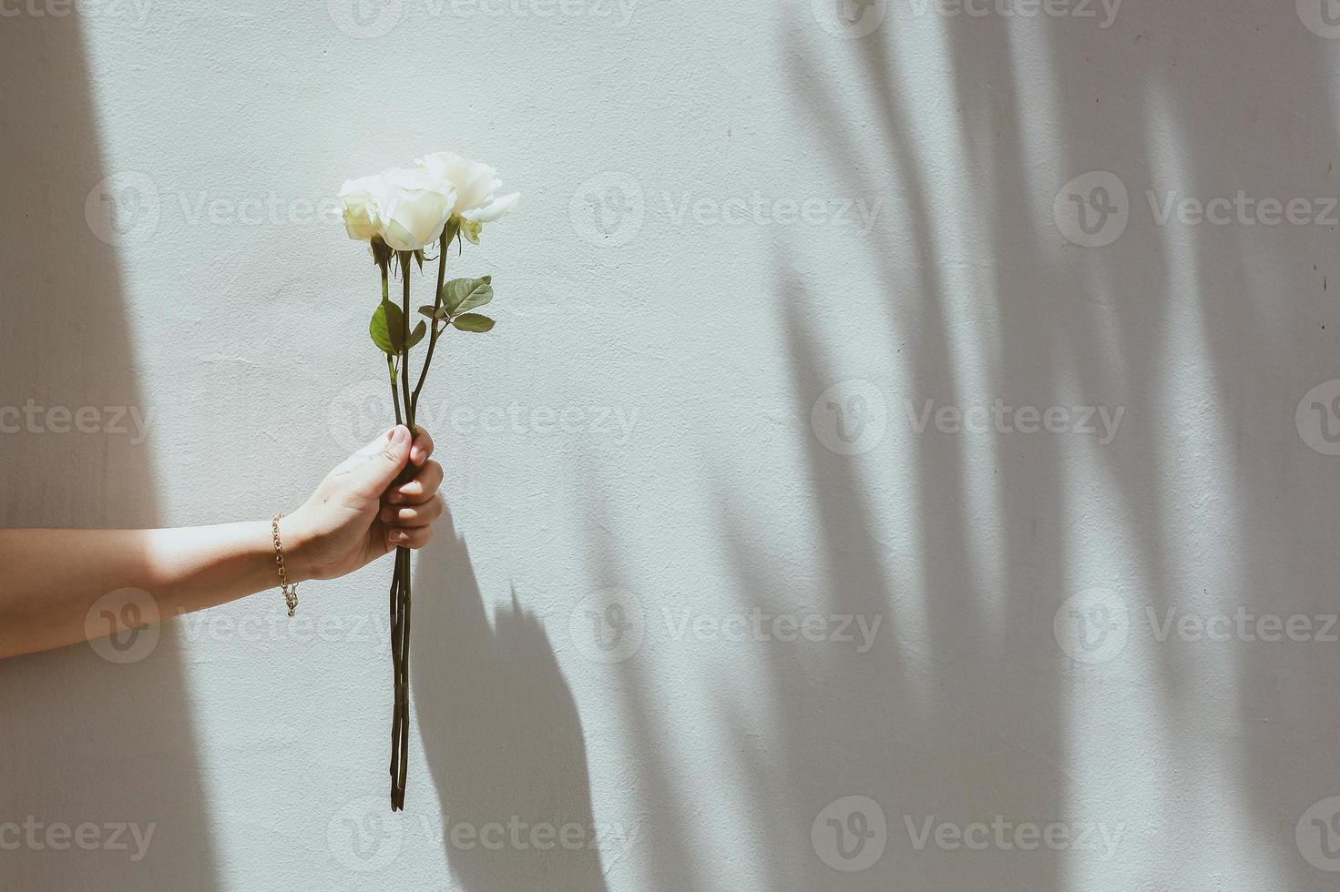 rosa blanca en una mano con pared gris de hormigón con sombras foto