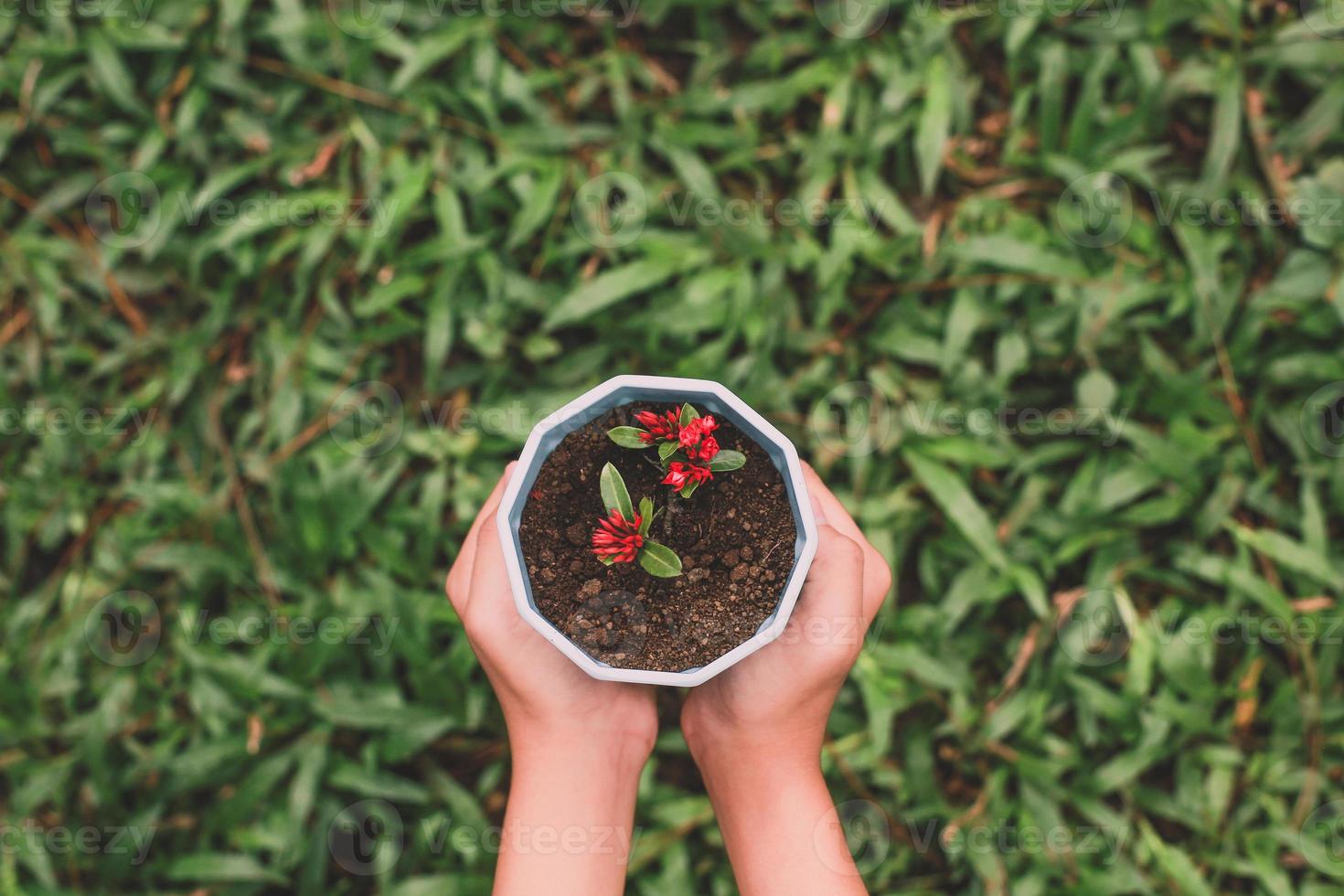 Top view of Hand holding plant in pot against green grass background, go green concept photo