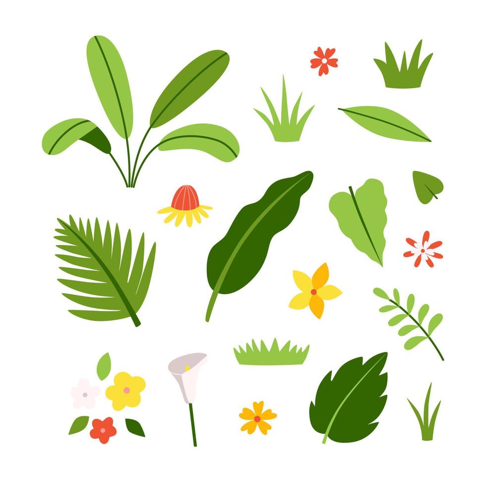 Set of flowers and leaves of exotic plants and trees. Tropical flora vector collection