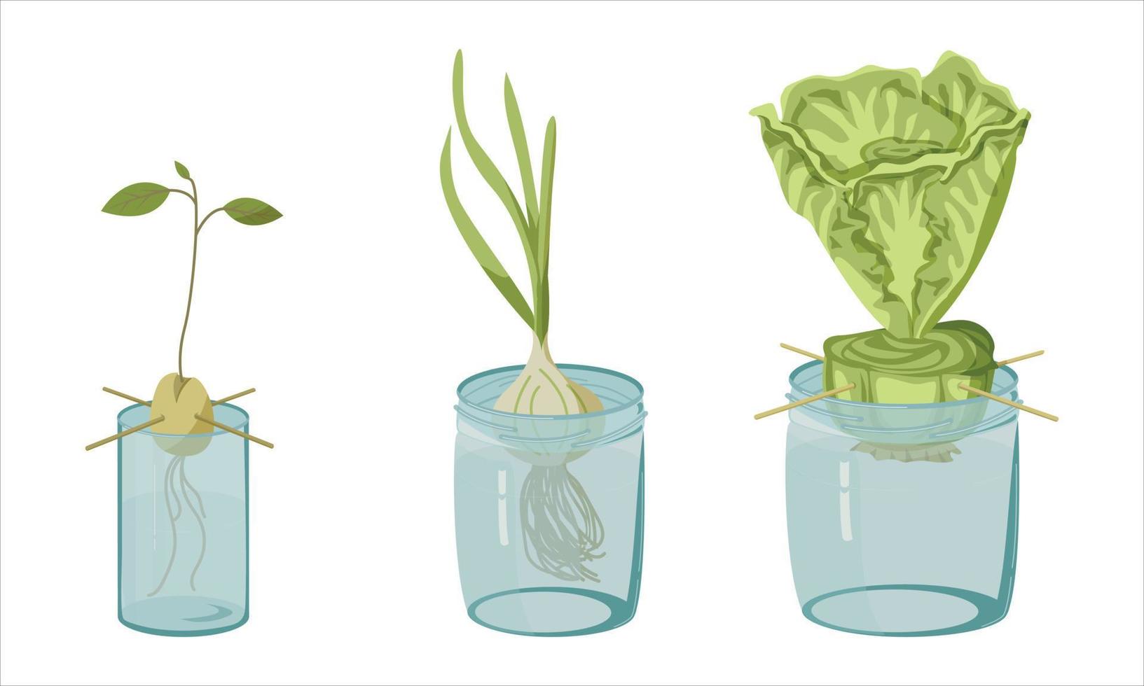 Plants for regrow from kitchen scraps on a white background. Avocado sprout, green onions, peking cabbage or grocery lettuce. EPS 10. vector