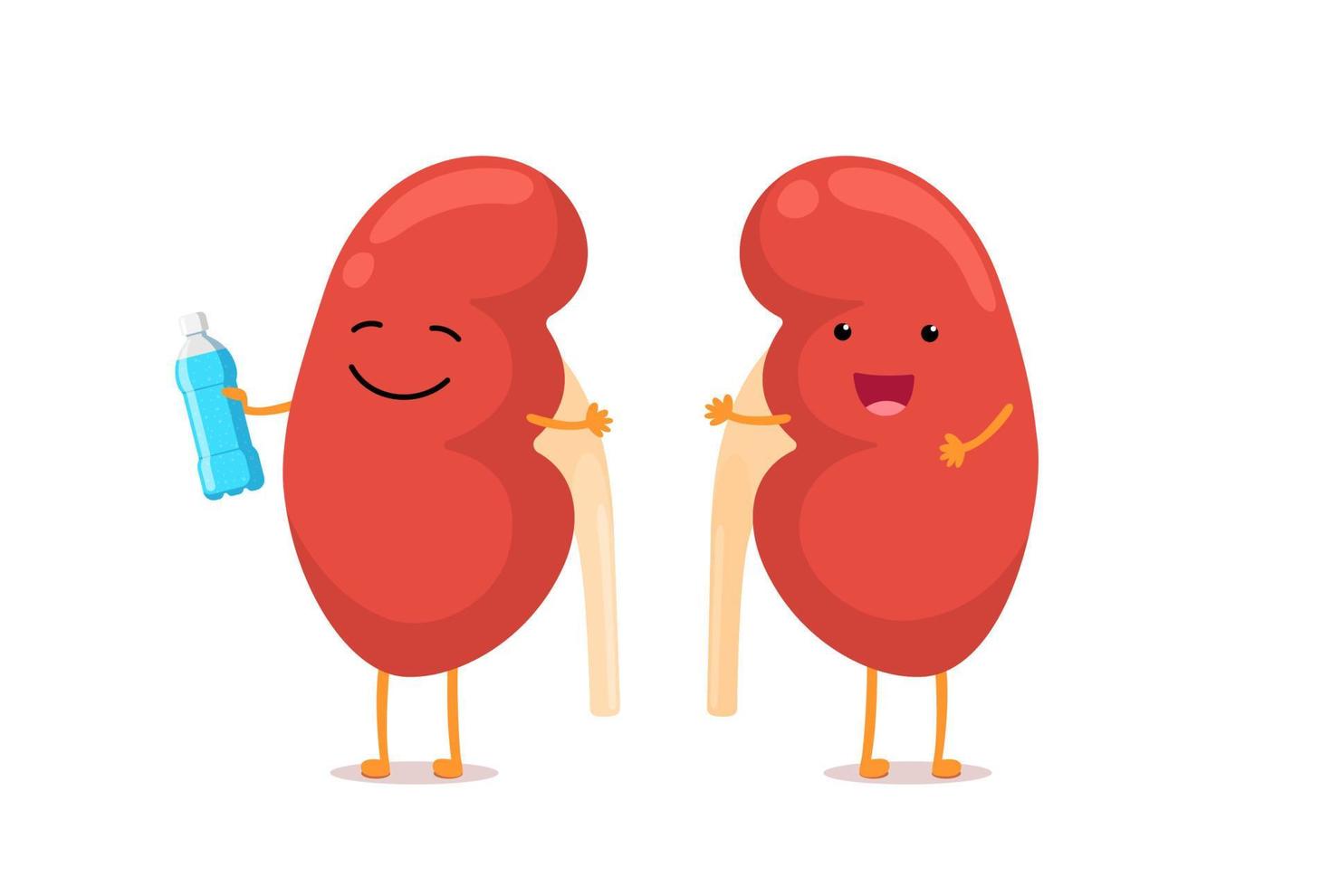 Cute cartoon smiling healthy kidney character with water bottle. Human genitourinary system internal organ anatomy vector eps illustration