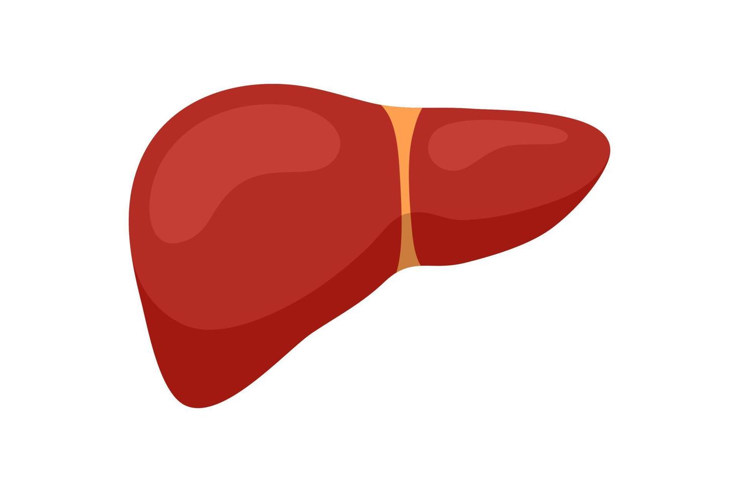 Healthy human liver. Vector reversible exocrine gland internal organ eps isolated illustration