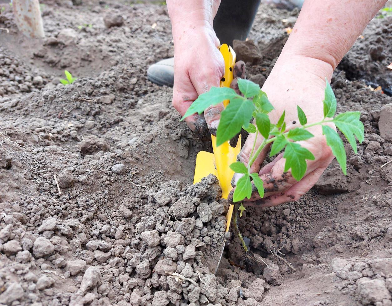 woman plants tomato seedlings in a greenhouse. gardening. the process of growing vegetables. photo