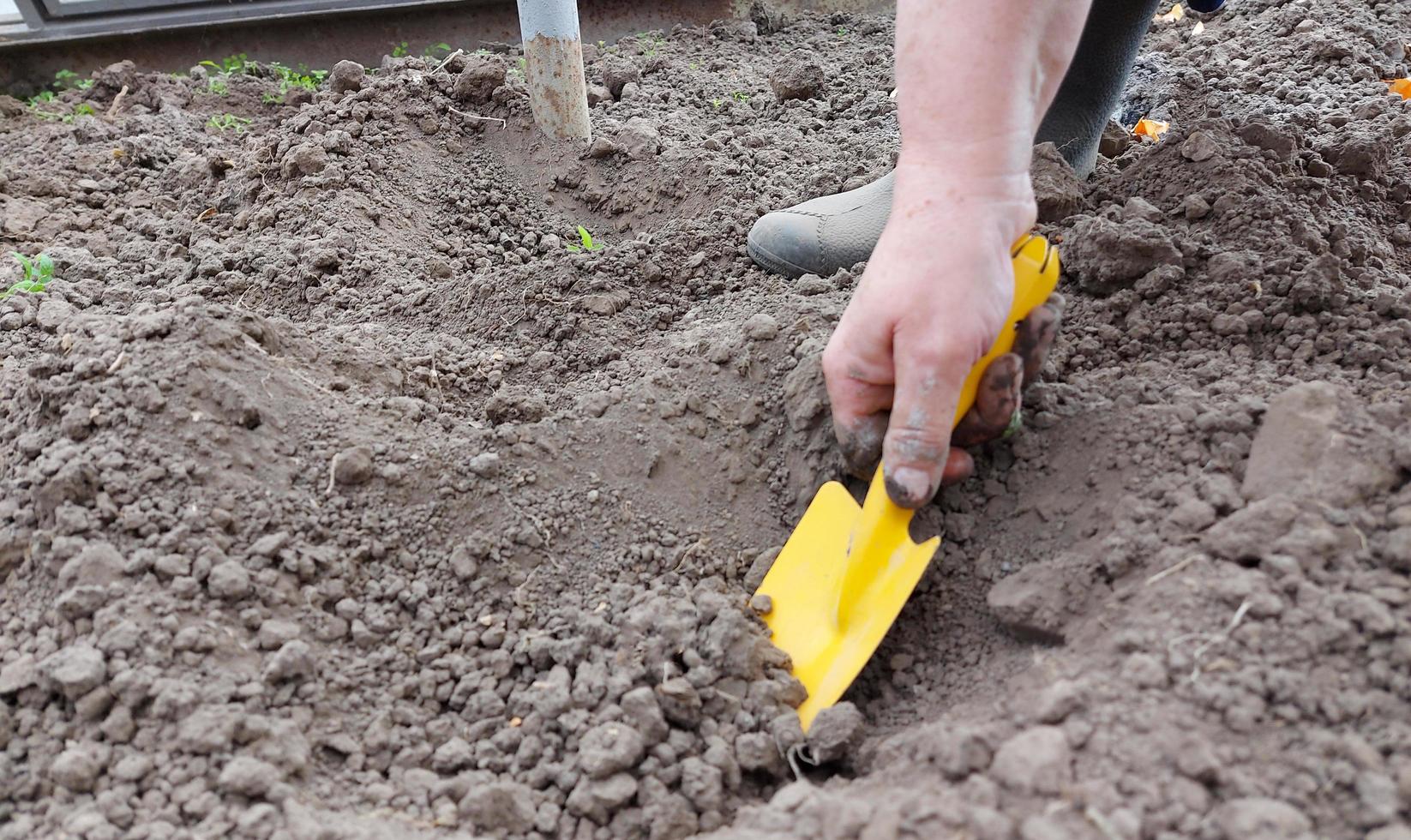 woman plants tomato seedlings in a greenhouse. gardening. the process of growing vegetables. photo