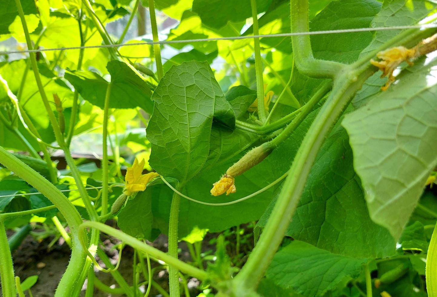 cucumbers grow in the garden. summer vegetables growing gardening. plant. photo