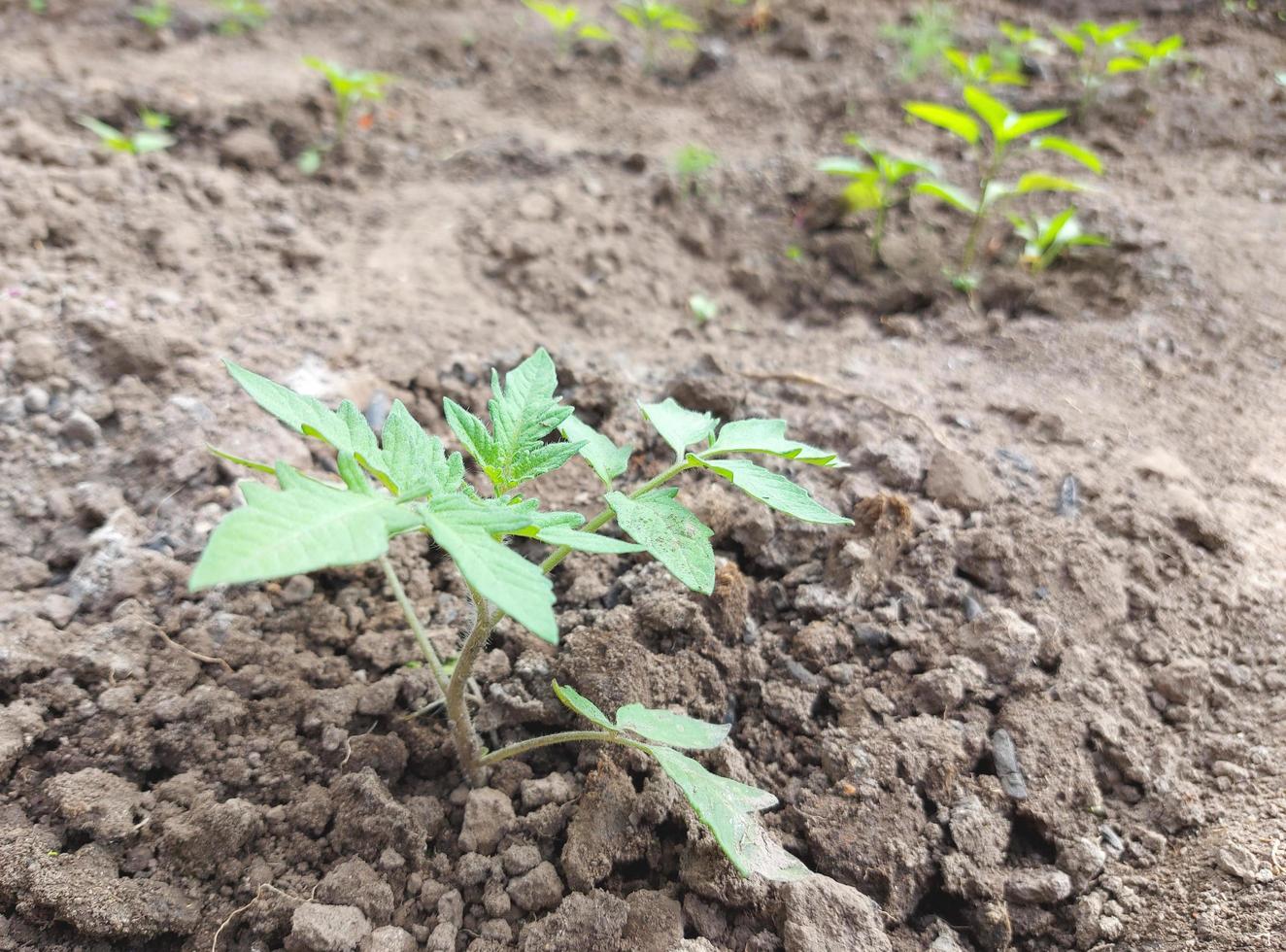 tomato growing in a greenhouse. vegetable garden crop plants, horticulture, green leaves. photo