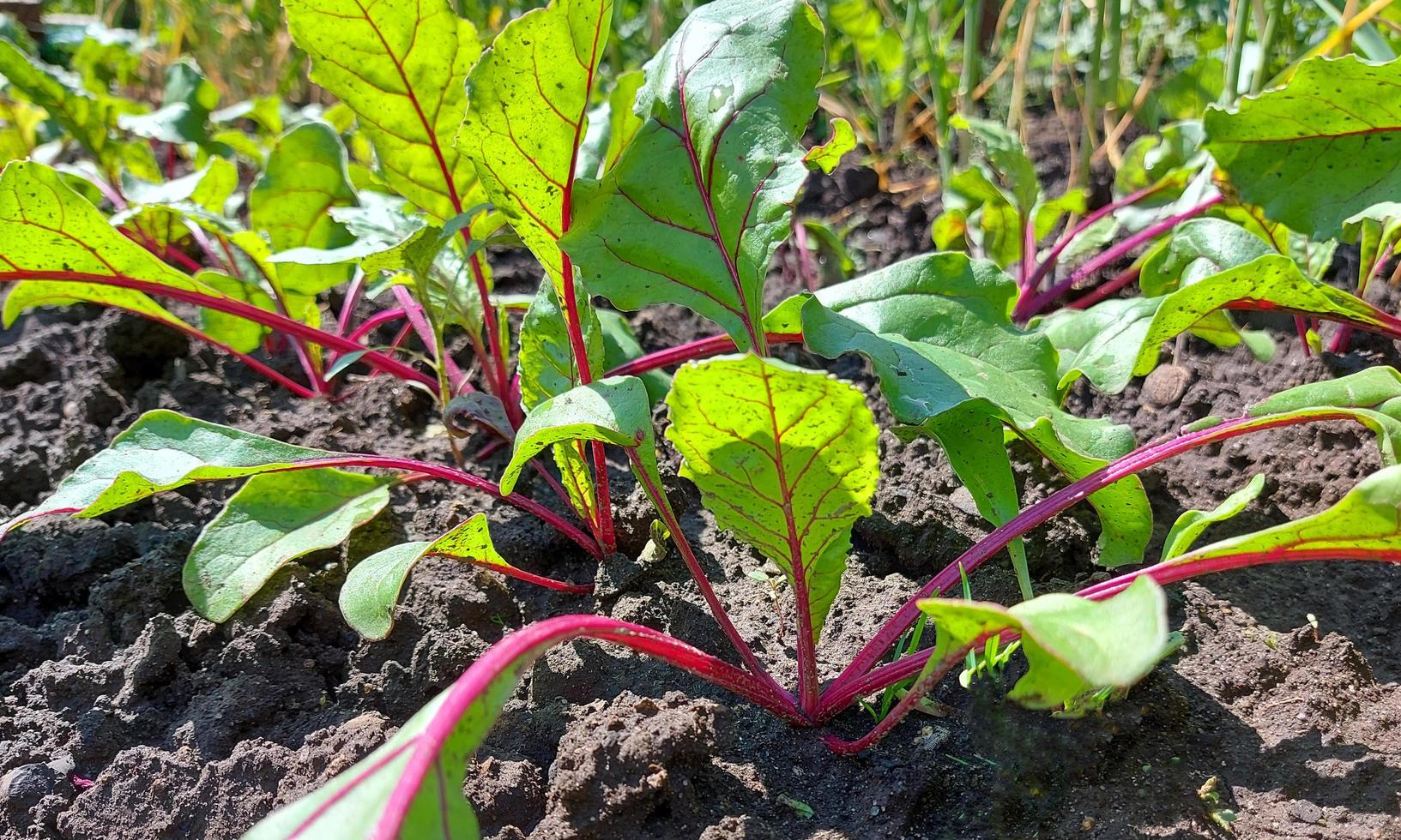 remolachas que crecen en la cama del jardín. hojas coloridas, cosecha, verano, jardinería, verduras, granja. foto