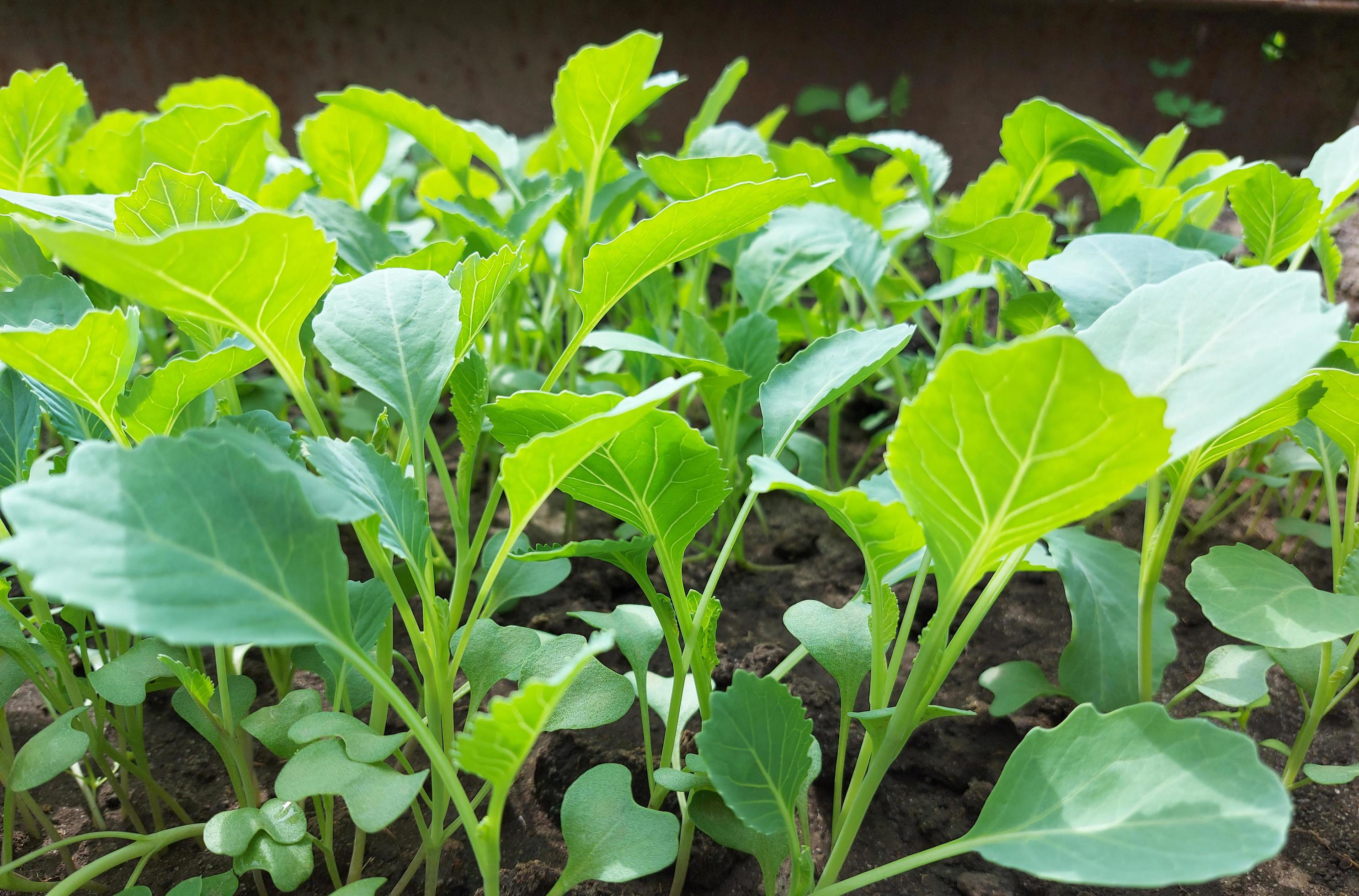 cabbage seedlings growing in a greenhouse. vegetable garden plant beds