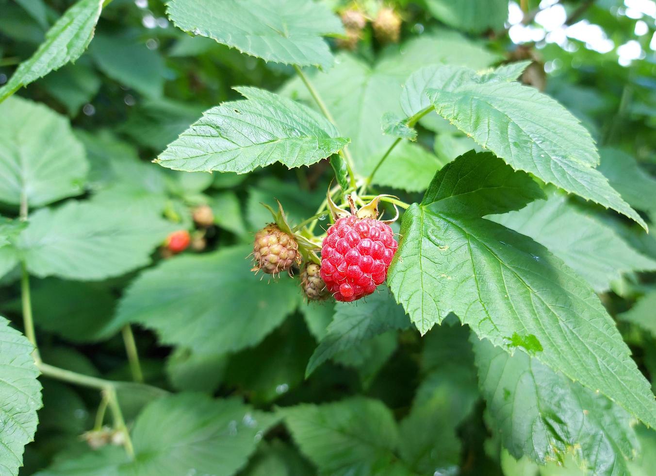 raspberries ripen on a twig in the garden. summer ripe berries. red and unripe fruits. growing gardening. harvest. photo