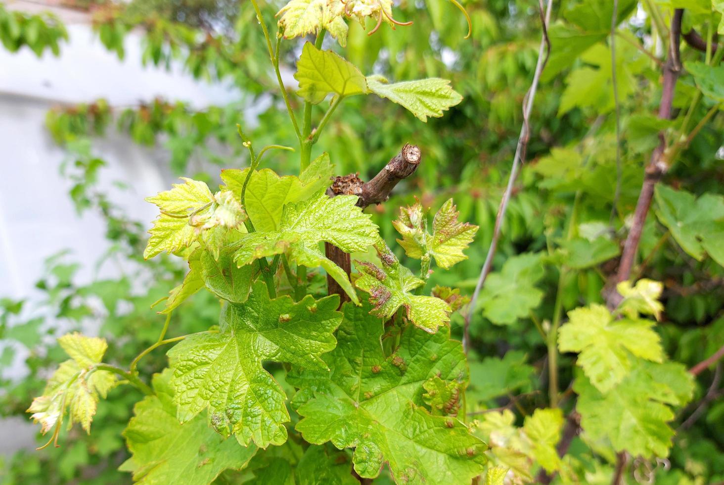 grapes grow in the garden. young green twigs and leaves. agriculture, horticulture, plant, spring, vegetation. photo