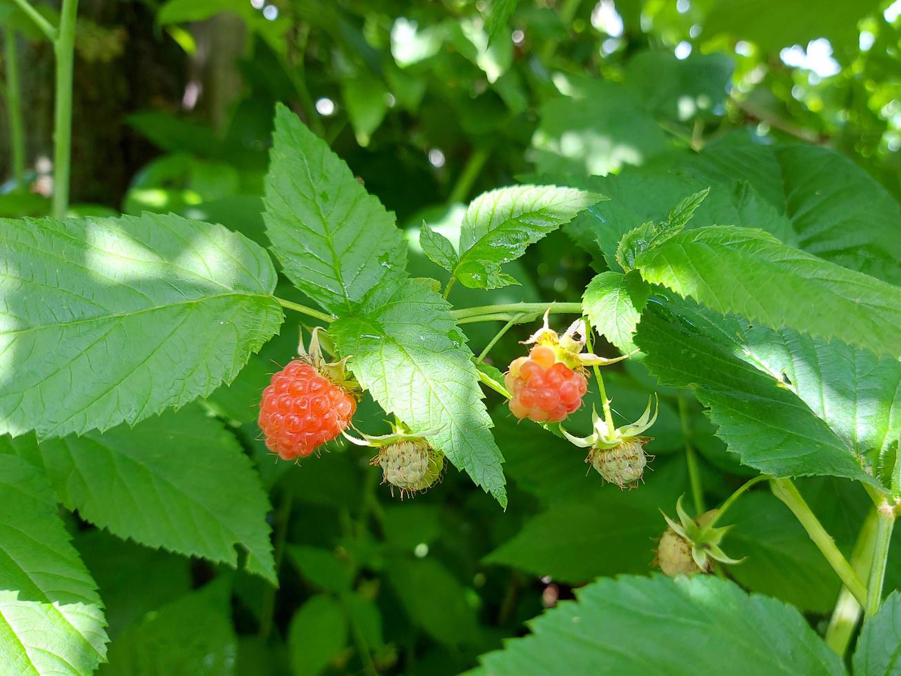 raspberries ripen on a twig in the garden. summer ripe berries. red and unripe fruits. growing gardening. harvest. photo