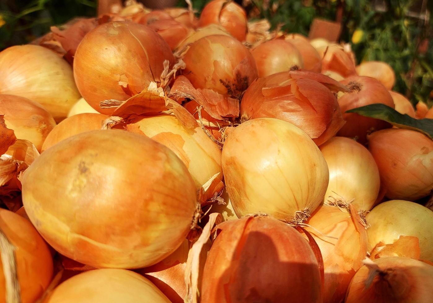 onions are in a box. food pattern. harvested crop. photo