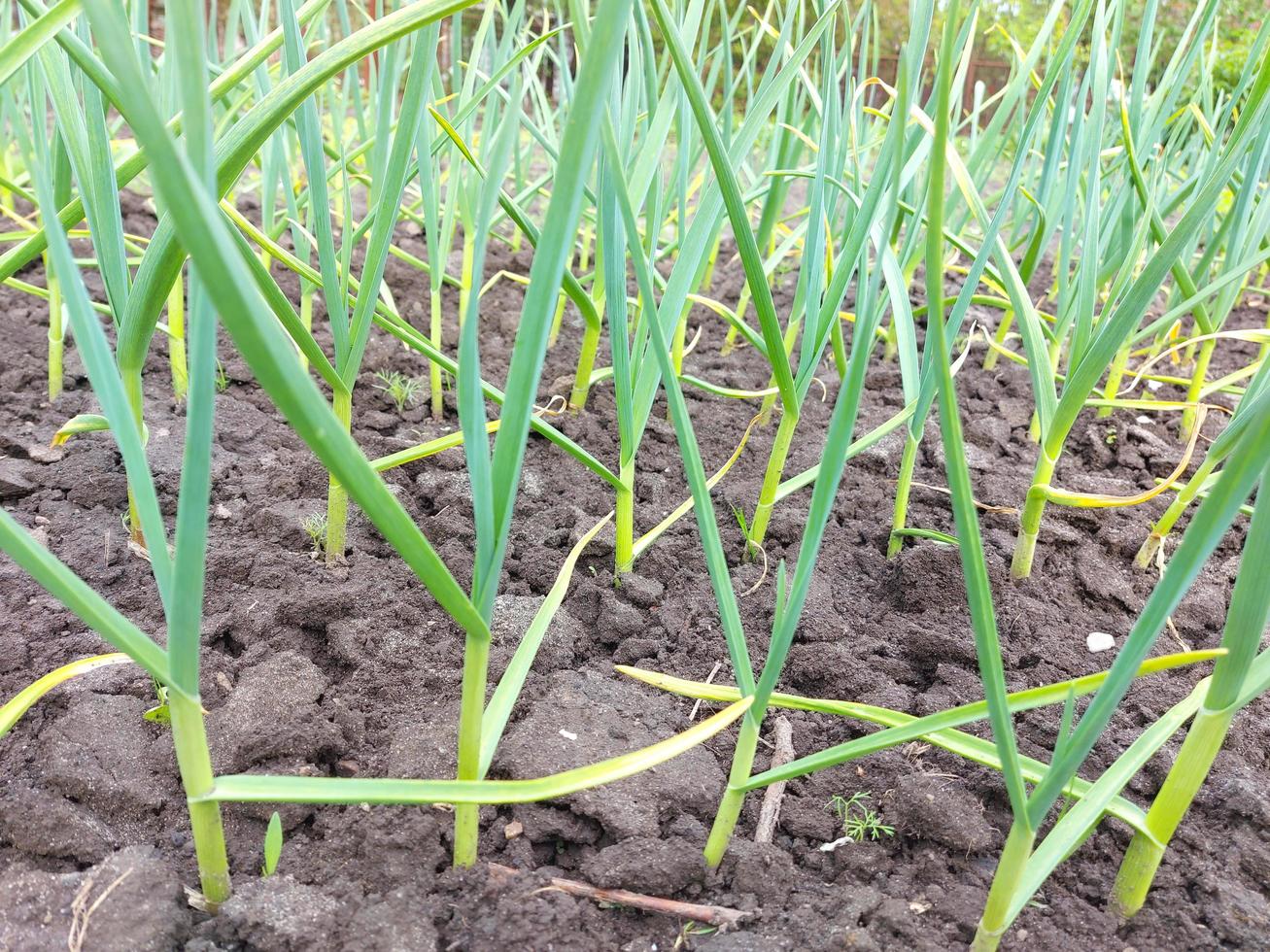 garlic grows in the vegetable garden. agricultural beds, gardening, green leaves. photo