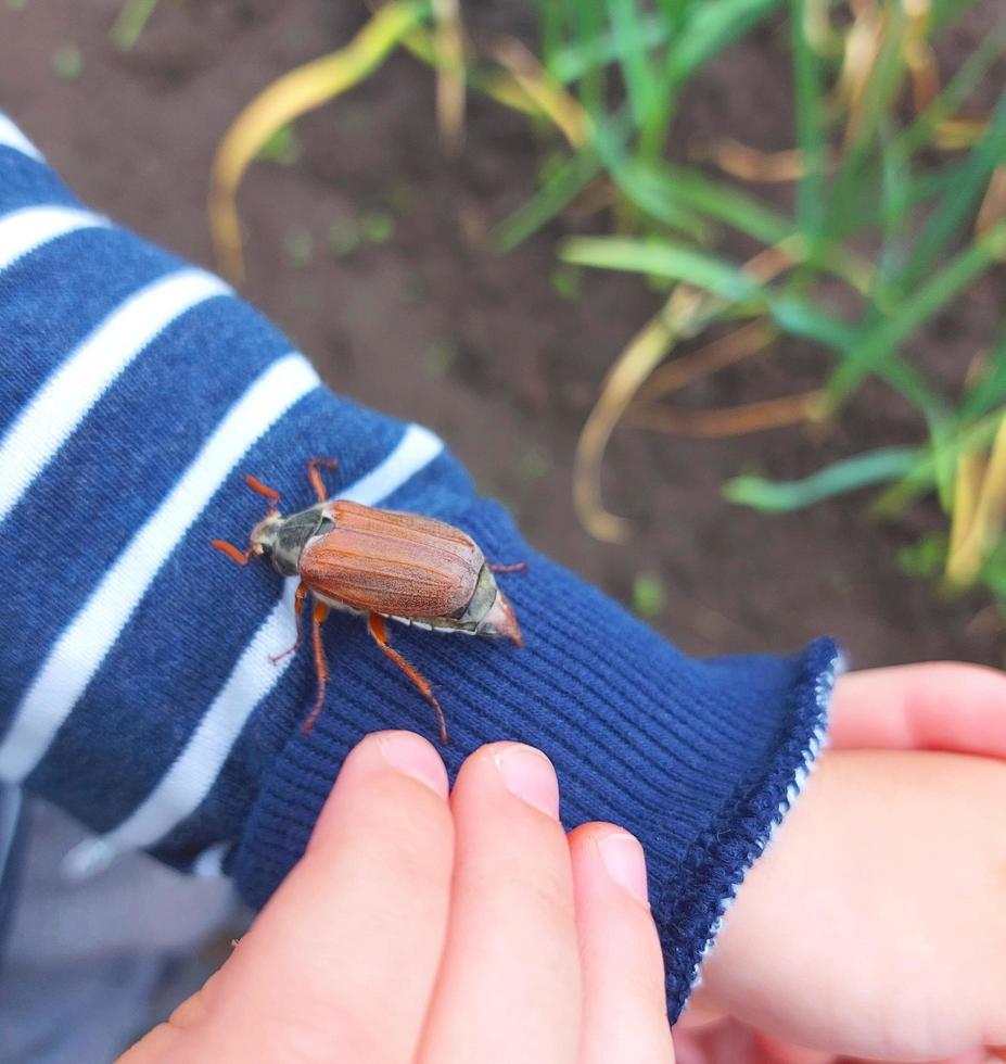 the child holds a Chafer in his palm. the kid explores nature, catches insects. childhood, learns the world around. child development. photo