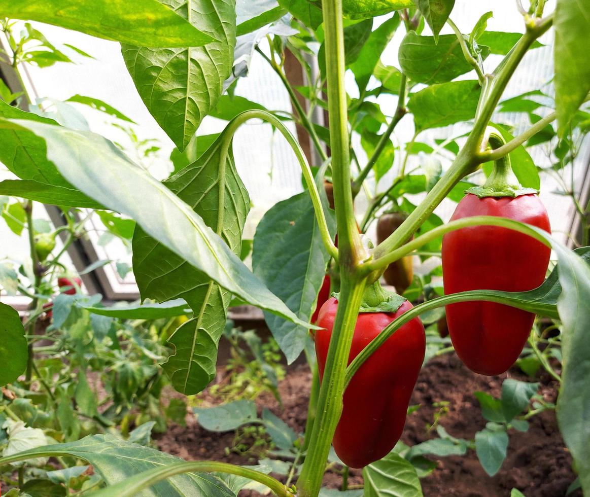 red bell pepper grows in a greenhouse. food plant. gardening, harvest. photo