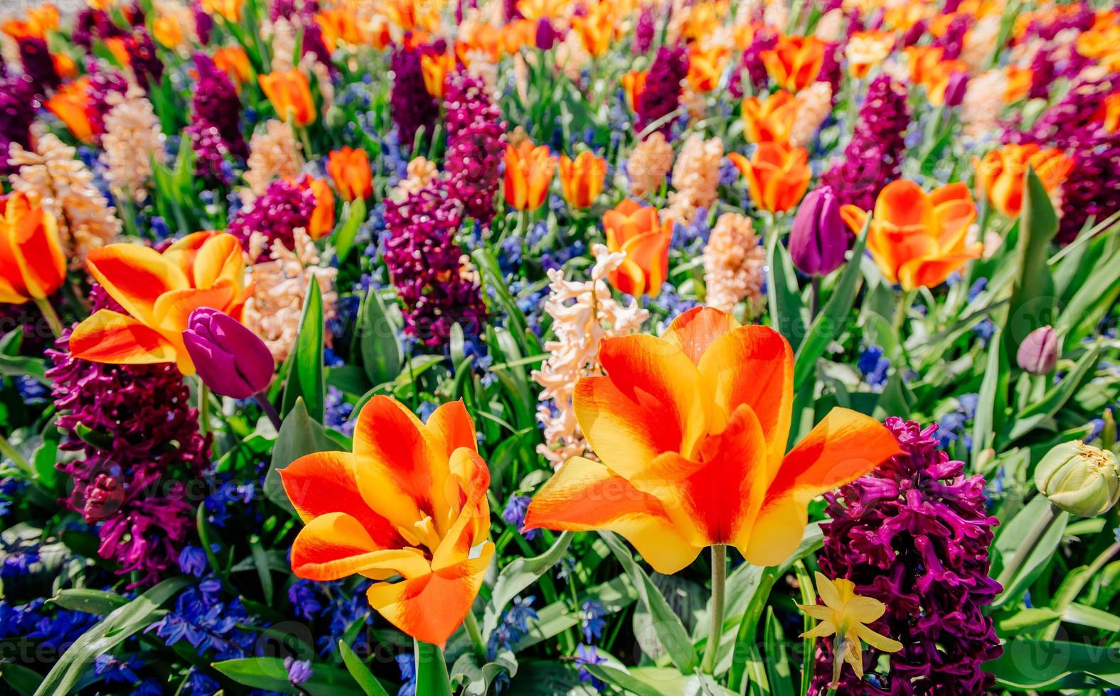 Amazing colorful flower and green grass background photo