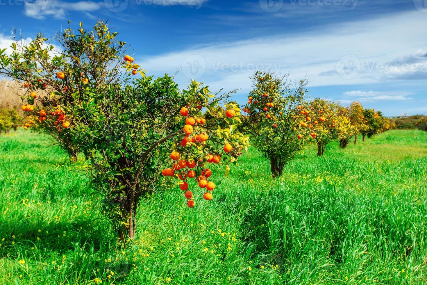 Orange -  tree  Park photo