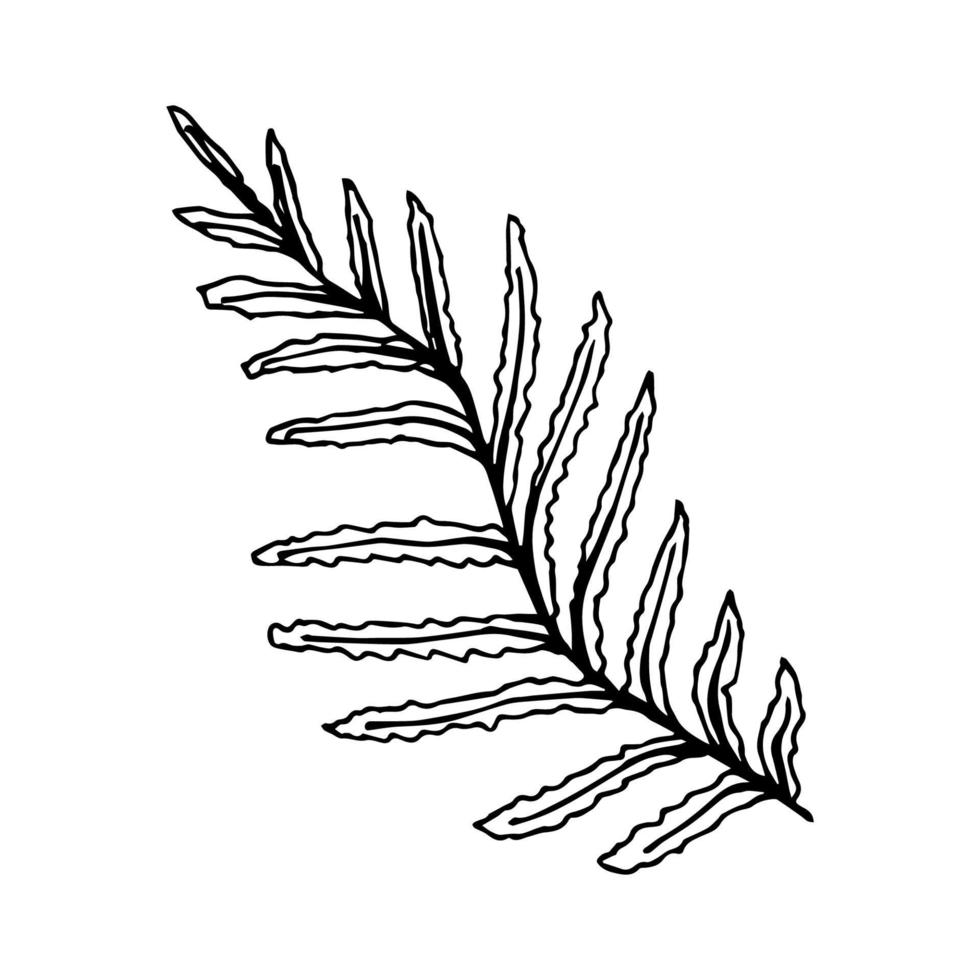 Hand-drawn simple vector illustration in black outline. Branch fern, algae, forest plant, grass. Element of nature, vegetation, leaf.