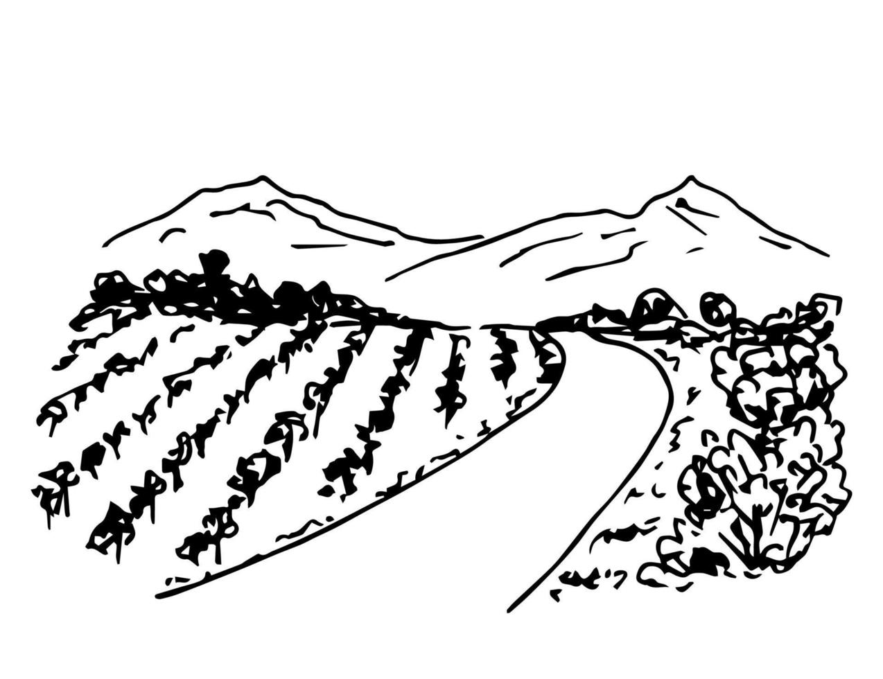 Hand drawn ink vector simple doodle. Vineyard landscape, rows of grape bushes, perspective, rural road, outlines of mountains on the horizon. Engraving style, label printing, wine list, countryside.