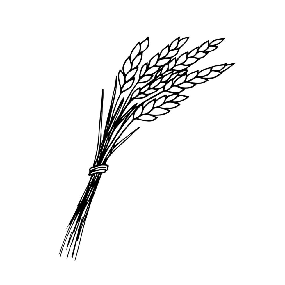 Hand-drawn simple vector sketch in black outline. A bunch of spikelets of wheat, cereals, the cultivation of organic plants, agriculture, seasonal crops. Food, bread, flour. For labels, logo, market.