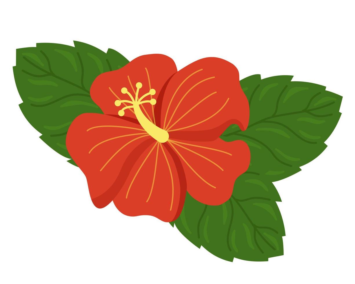 Red hibiscus with green leaves vector illustration on white background. Hawaiian tropical exotic flower, floral elements for decoration, greeting card, wedding, web design