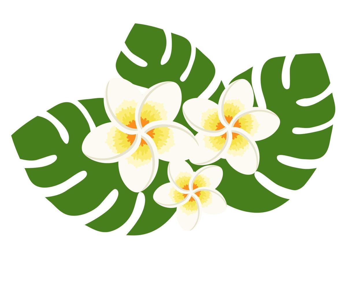 White plumerias with green leaves vector illustration on white background. Hawaiian tropical exotic flower, floral elements for decoration, greeting card, wedding, web design