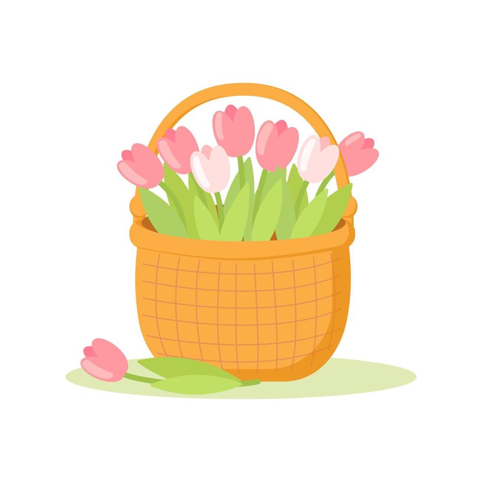 A basket of tulips vector illustration on white background. Easter flowers for greeting cards, leaflets, web design