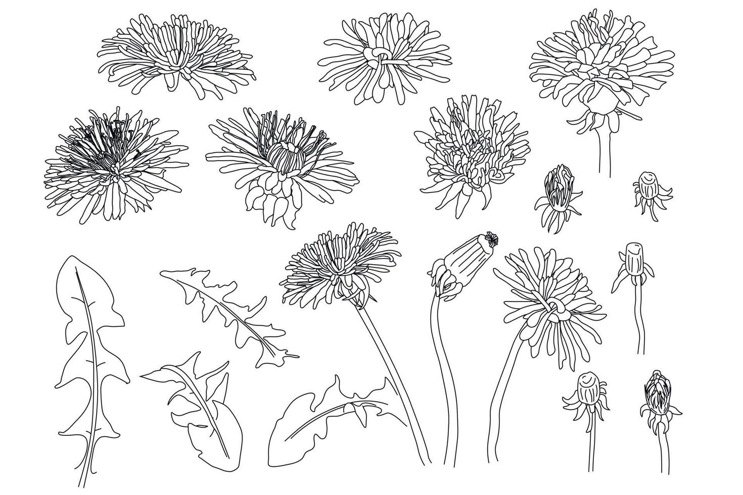 esbozar la colección de botánica floral. juego de dibujo de flores de diente de león. blanco y negro con ilustración botánica de arte lineal de flores. grabado a base de hierbas vector