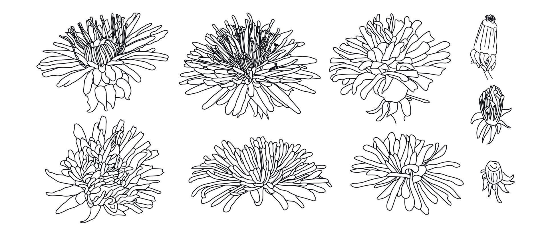 Sketch spring Flowers, Buds. dandelion flower drawing set. Black and white with line art Botanical illustration of flowers. Herbal engraved vector